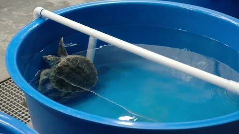 Sea Turtle Rescue 7 Stock Footage 108757189