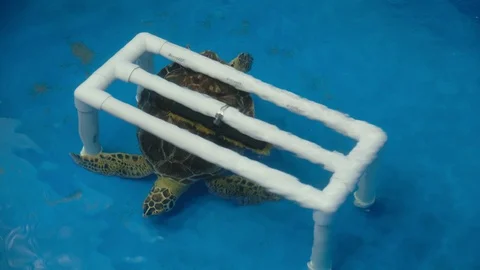 Sea Turtle Rescue 8 Stock Footage 108757421