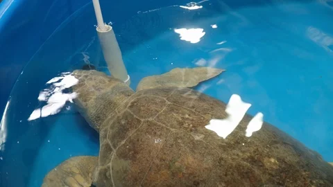 Sea Turtle Rescue 9 Stock Footage 108757667