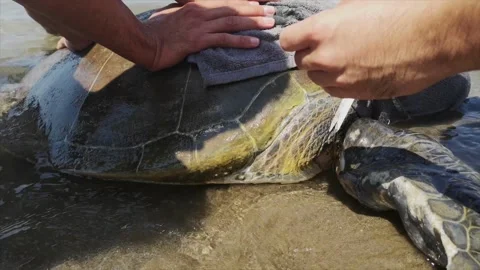 Sea Turtle Rescue On a Beach Stock Footage 142530048