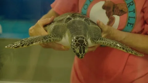 Sea Turtle Rescue Stock Footage 108757697