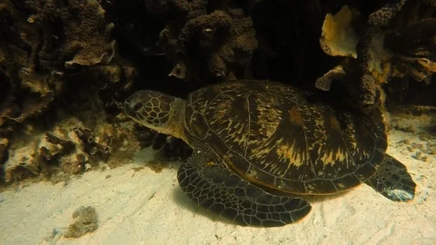 A sea turtle at rest Stock Footage 88429885