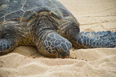 Sea Turtle Resting on the Beach Stock Photos