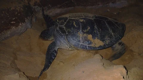 Sea Turtle resting on sand at night. Video stock 129115180