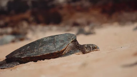 Sea turtle resting on sandy beach slow motion Stock Footage 319467914