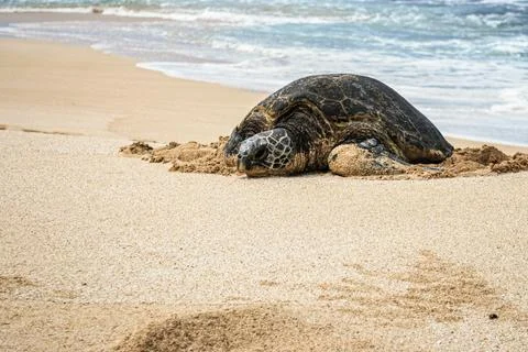 Sea Turtle resting on the sandy beach Stock Photos