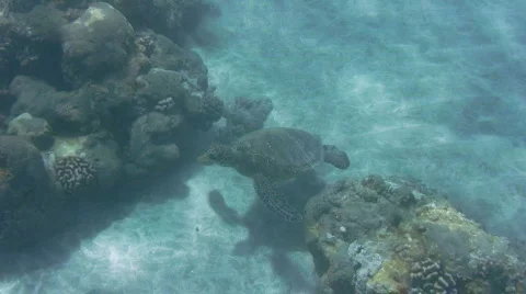 Sea Turtle resting on sea floor Stock Footage