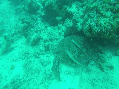 Sea Turtle Resting under Rock Cleaning Fish on it Stock Footage 81020124