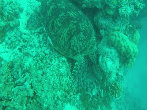 Sea Turtle Resting under Rock, Maldives Stock Footage 81020256