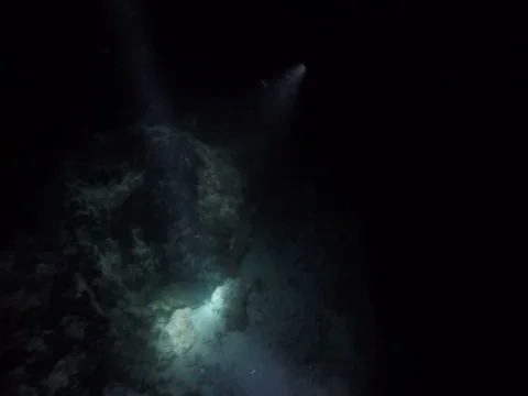 Sea Turtle Resting under a Rock at Night, Maldives Stock Footage 81036824