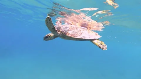 A sea turtle rests near the surface of the water Stock Footage 293341394