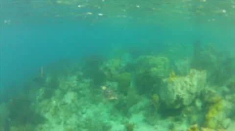 Sea turtle reveal Stock Footage 23809664