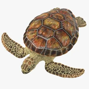 3D Model: Sea Turtle Rigged ~ Buy Now #90939135 | Pond5