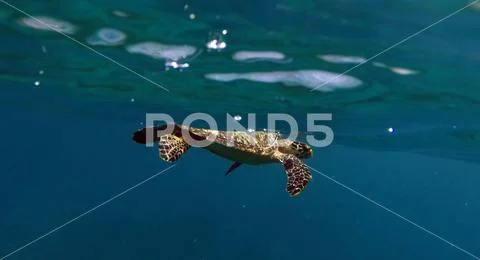 Sea Turtle rising near the Surface Stock Photos