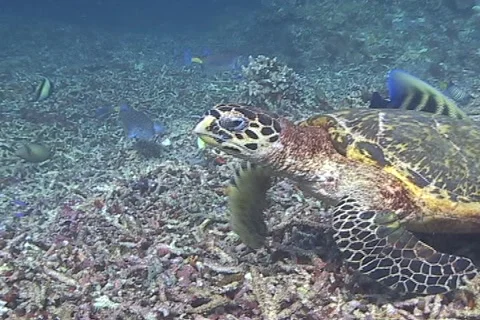 Sea Turtle roaming the coral triangle Stock Footage 1181041