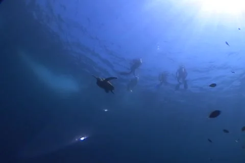 Sea Turtle roaming the coral triangle Stock Footage 1181058