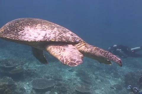 Sea Turtle roaming the coral triangle Stock Footage 1181099