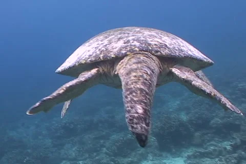 Sea Turtle roaming the coral triangle Stock Footage 1181111