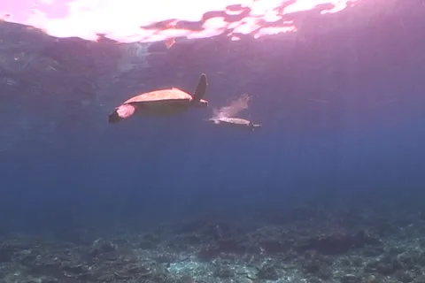 Sea Turtle roaming the coral triangle Stock Footage 1181847