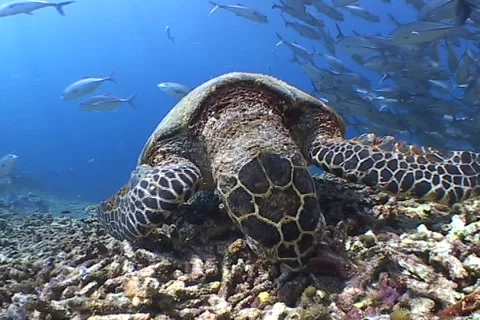 Sea Turtle roaming the coral triangle Stock Footage 1181994