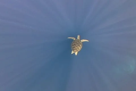 Sea Turtle roaming the coral triangle Stock Footage 1182735