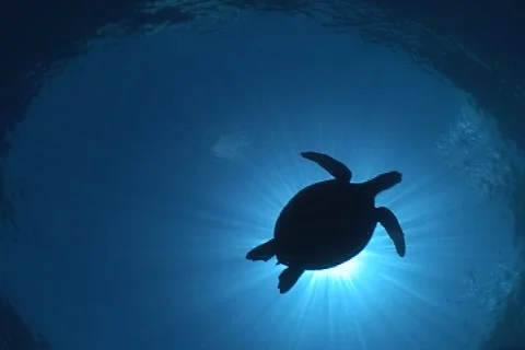 Sea Turtle roaming the coral triangle Stock Footage 1182744