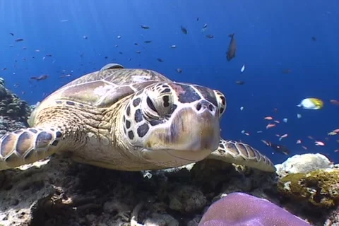 Sea Turtle roaming the coral triangle Stock Footage 1182835