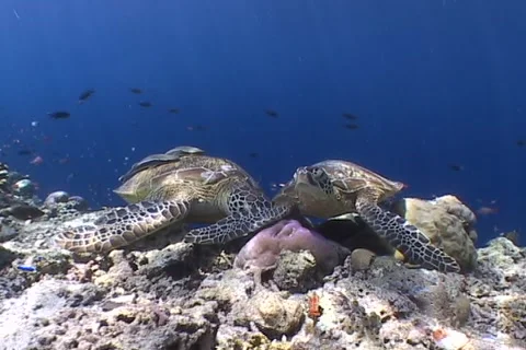 Sea Turtle roaming the coral triangle Stock Footage 1182858