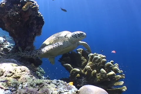 Sea Turtle roaming the coral triangle Stock Footage 1182882