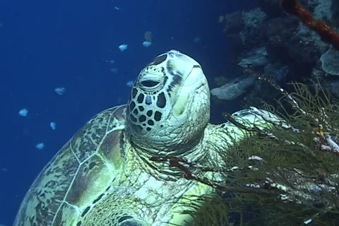 Sea Turtle roaming the coral triangle Stock Footage 1182899