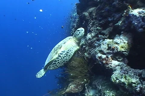 Sea Turtle roaming the coral triangle Stock Footage 1182944