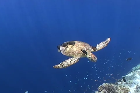 Sea Turtle roaming the coral triangle Stock Footage 1182964