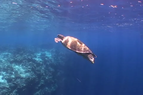 Sea Turtle roaming the coral triangle Stock Footage 1182983