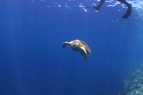 Sea Turtle roaming the coral triangle Stock Footage 1182994