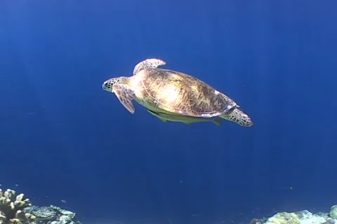 Sea Turtle roaming the coral triangle Stock Footage 1183008
