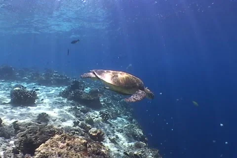 Sea Turtle roaming the coral triangle Stock Footage 1183033