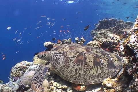 Sea Turtle roaming the coral triangle Stock Footage 1183058