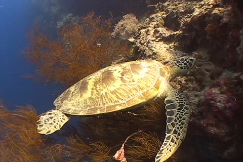 Sea Turtle roaming the coral triangle Stock Footage 1183104