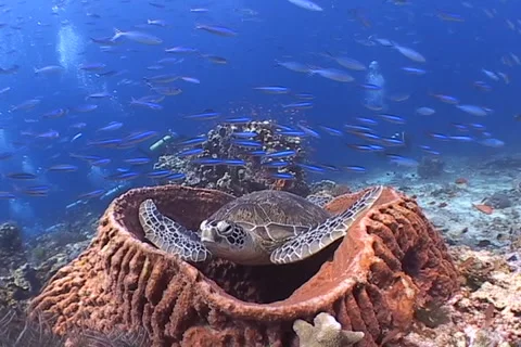 Sea Turtle roaming the coral triangle Stock Footage 1183687