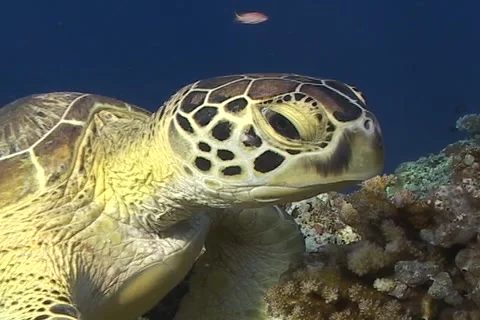 Sea Turtle roaming the coral triangle Stock Footage 1183715