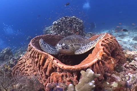 Sea Turtle roaming the coral triangle Stock Footage 1183731