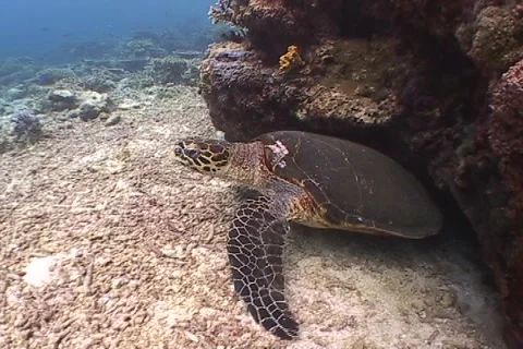 Sea Turtle roaming the coral triangle Stock Footage 1183834