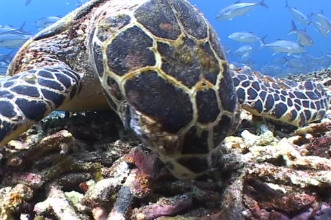 Sea Turtle roaming the coral triangle Stock Footage 1214219