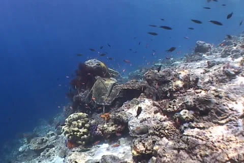 Sea Turtle roaming the coral triangle Stock Footage 1214243