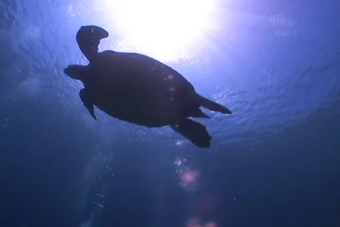 Sea Turtle roaming the coral triangle Stock Footage 1214322