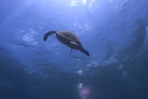 Sea Turtle roaming the coral triangle Stock Footage 1214344
