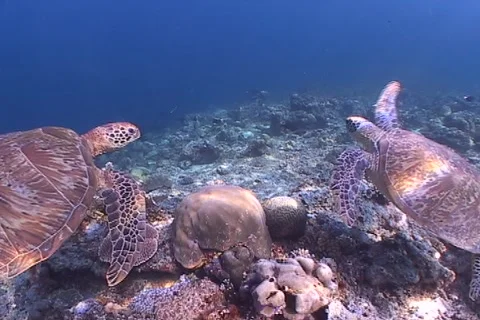 Sea Turtle roaming the coral triangle Stock Footage 1214409