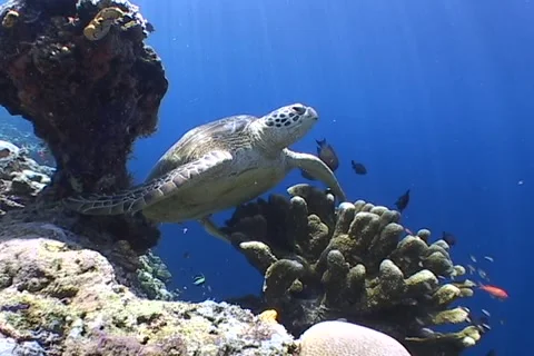 Sea Turtle roaming the coral triangle Stock Footage 1214459