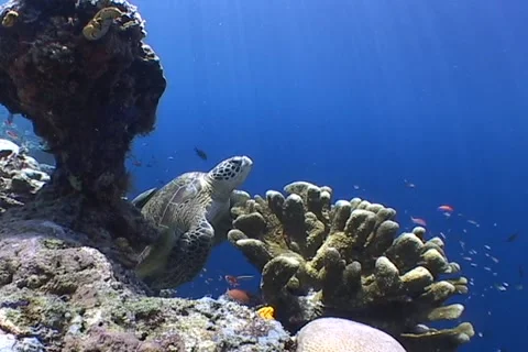 Sea Turtle roaming the coral triangle Stock Footage 1214510