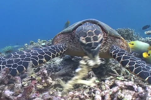 Sea Turtle roaming the coral triangle Stock Footage 1214655
